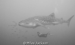 Susanne admires a majestic Whaleshark by Miles Jackson 